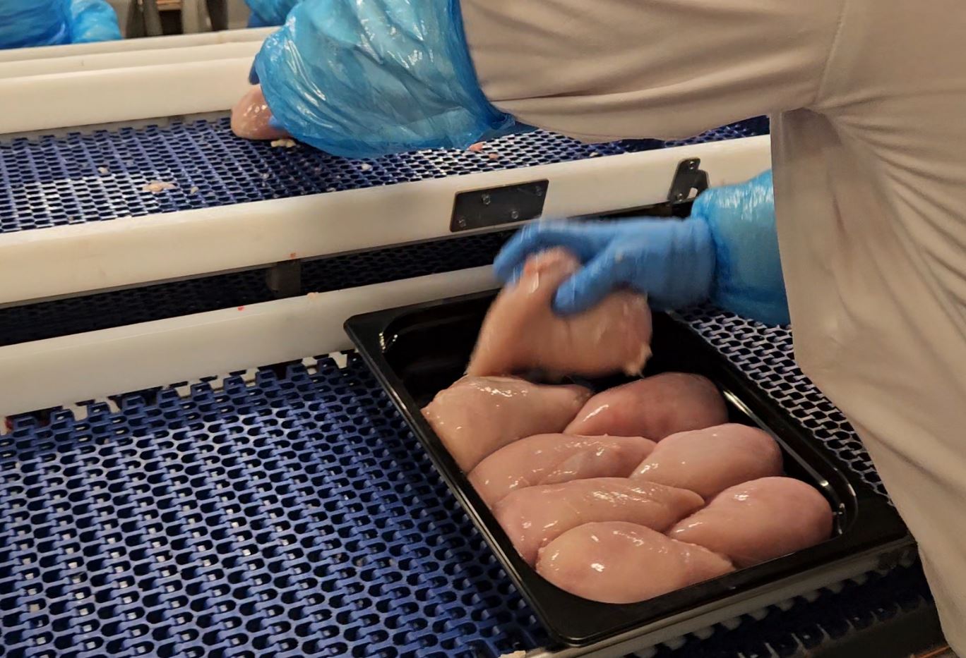 Worker in protective gear packing chicken fillets into a tray on a food processing production line."