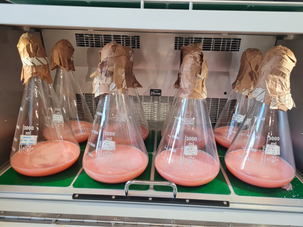 Erlenmeyer flasks containing pink haloarchaea cultures under controlled laboratory conditions.